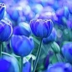 Analyse und Vergleich: Die Vorteile von blauen Tulpen im Hotelbedarf