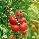 Tomaten vakuumieren in der Hotellerie: Eine Analyse, Vergleich und Vorteile von innovativem Hotelbedarf